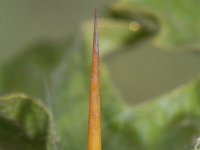 Solanum sisymbriifolium 2, Raketnachtschade, Saxifraga-Rutger Barendse