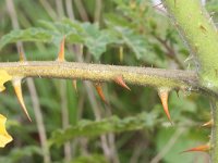 Solanum sisymbriifolium 5, Raketnachtschade, Saxifraga-Rutger Barendse
