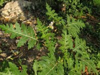 Solanum sisymbriifolium 8, Raketnachtschade, Saxifraga-Rutger Barendse