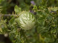 Solanum sodomeum 11, Saxifraga-Jan van der Straaten