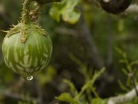 Solanum sodomeum 13, Saxifraga-Jan van der Straaten