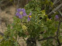 Solanum sodomeum 16, Saxifraga-Willem van Kruijsbergen