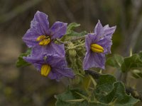 Solanum sodomeum 18, Saxifraga-Willem van Kruijsbergen