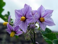 Solanum sodomeum 20, Saxifraga-Ed Stikvoort