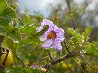 Solanum sodomeum 23, Saxifraga-Ed Stikvoort