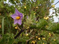 Solanum sodomeum 33, Saxifraga-Ed Stikvoort