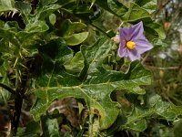 Solanum sodomeum 35, Saxifraga-Ed Stikvoort