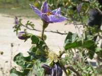 Solanum sodomeum 4, Saxifraga-Rutger Barendse