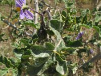 Solanum sodomeum 5, Saxifraga-Rutger Barendse