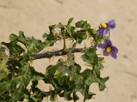 Solanum sodomeum 7, Saxifraga-Jan van der Straaten