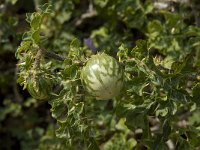 Solanum sodomeum 8, Saxifraga-Jan van der Straaten