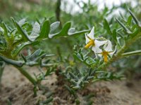 Solanum triflorum 12, Driebloemige nachtschade, Saxifraga-Ed Stikvoort