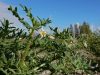 Solanum triflorum 18, Driebloemige nachtschade, Saxifraga-Ed Stikvoort