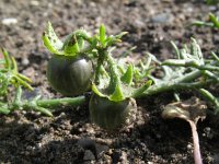 Solanum triflorum 2, Driebloemige nachtschade, Saxifraga-Rutger Barendse