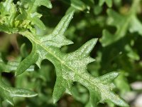 Solanum triflorum 22, Driebloemige nachtschade, Saxifraga-Sonja Bouwman