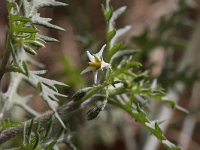 Solanum triflorum 7, Driebloemige nachtschade, Saxifraga-Peter Meininger