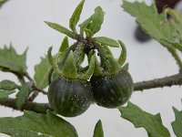 Solanum triflorum var ponticum 8, Driebloemige nachtschade var ponticum, Saxifraga-Peter Meininger