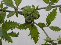 Solanum triflorum var ponticum 9, Driebloemige nachtschade var ponticum, Saxifraga-Peter Meininger