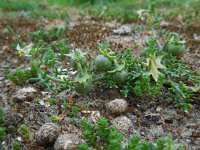 Solanum triflorum 11, Driebloemige nachtschade, Saxifraga-Ed Stikvoort