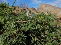 Solanum triflorum 17, Driebloemige nachtschade, Saxifraga-Ed Stikvoort