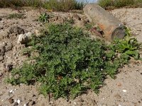 Solanum triflorum 19, Driebloemige nachtschade, Saxifraga-Ed Stikvoort