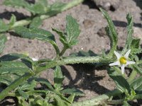 Solanum triflorum 3, Driebloemige nachtschade, Saxifraga-Rutger Barendse