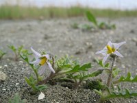 Solanum triflorum 5, Driebloemige nachtschade, Saxifraga-Rutger Barendse