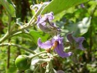 Solanum vespertilio 2, Saxifraga-Rutger Barendse