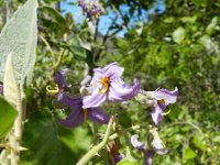 Solanum vespertilio 3, Saxifraga-Rutger Barendse