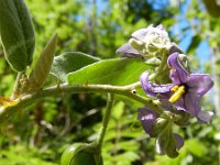 Solanum vespertilio 4, Saxifraga-Rutger Barendse