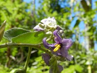 Solanum vespertilio 5, Saxifraga-Rutger Barendse