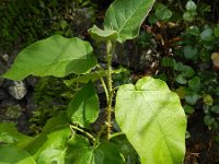 Solanum vespertilio 6, Saxifraga-Rutger Barendse