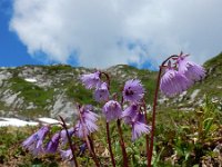 Soldanella alpina 21, Saxifraga-Ed Stikvoort