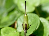 Soldanella alpina 64, Saxifraga-Sonja Bouwman  Alpenkwastjesbloem - Soldanella alpina - Primulaceae familie