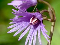 Soldanella alpina 67, Saxifraga-Sonja Bouwman  Alpenkwastjesbloem - Soldanella alpina - Primulaceae familie