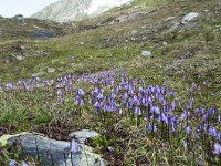 Soldanella alpina 68, Saxifraga-Luuk Vermeer