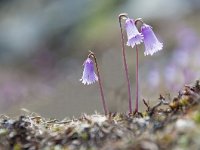 Soldanella alpina 69, Saxifraga-Luuk Vermeer