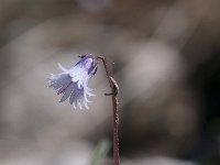 Soldanella alpina 72, Saxifraga-Luuk Vermeer