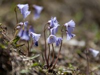 Soldanella alpina 73, Saxifraga-Luuk Vermeer