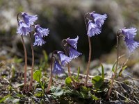 Soldanella alpina 74, Saxifraga-Luuk Vermeer