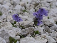 Soldanella alpina 77, Saxifraga-Luuk Vermeer