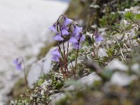 Soldanella alpina 79, Saxifraga-Luuk Vermeer