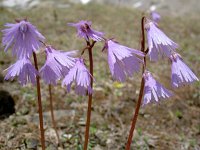 Soldanella alpina 80, Saxifraga-Luuk Vermeer