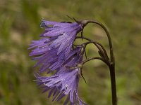 Soldanella alpina 10, Saxifraga-Jan van der Straaten