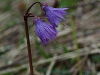 Soldanella alpina 11, Saxifraga-Willem van Kruijsbergen