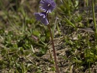 Soldanella alpina 12, Saxifraga-Willem van Kruijsbergen