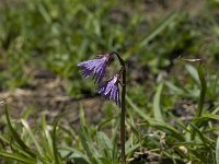 Soldanella alpina 13, Saxifraga-Willem van Kruijsbergen