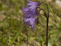 Soldanella alpina 14, Saxifraga-Jan van der Straaten