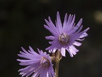 Soldanella alpina 15, Saxifraga-Jan van der Straaten