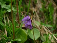 Soldanella alpina 16, Saxifraga-Dirk Hilbers